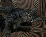 Кошки в Москве: Кот в добрые руки Мальчик, Бесплатно - фото 1