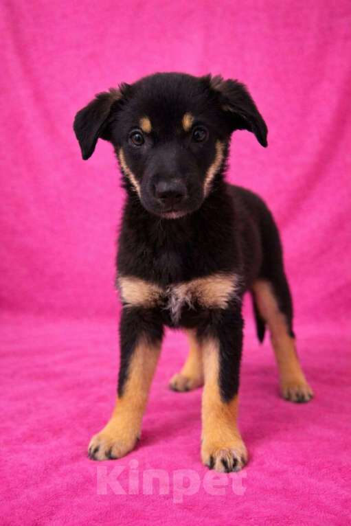 Собаки в Химках: Девочка Гайка Девочка, Бесплатно - фото 2