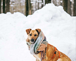 Собаки в Москве: Чудесная Лесси ищет дом Девочка, Бесплатно - фото 5