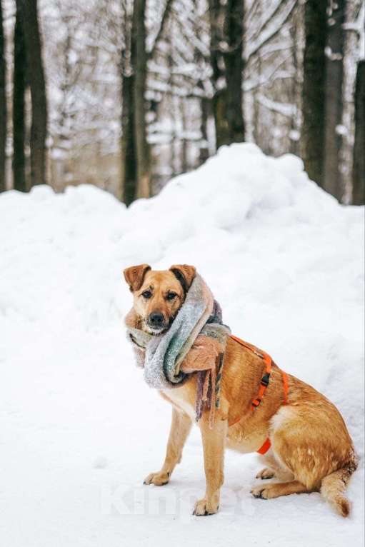 Собаки в Москве: Чудесная Лесси ищет дом Девочка, Бесплатно - фото 5