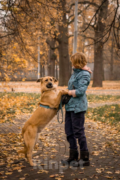 Собаки в Москве: Собака в добрые руки бесплатно Москва Мальчик, Бесплатно - фото 6