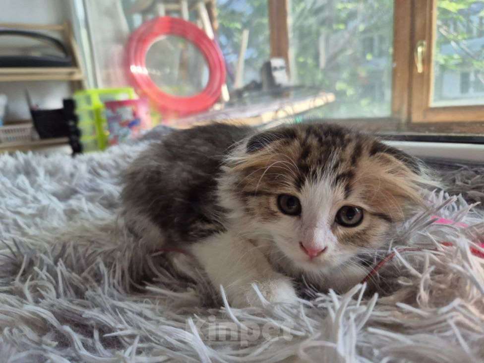 Кошки в Саратове: Котёнок  Мальчик, Бесплатно - фото 7