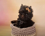 Собаки в Москве: Шоколадный Йорк мальчик Мальчик, Бесплатно - фото 2