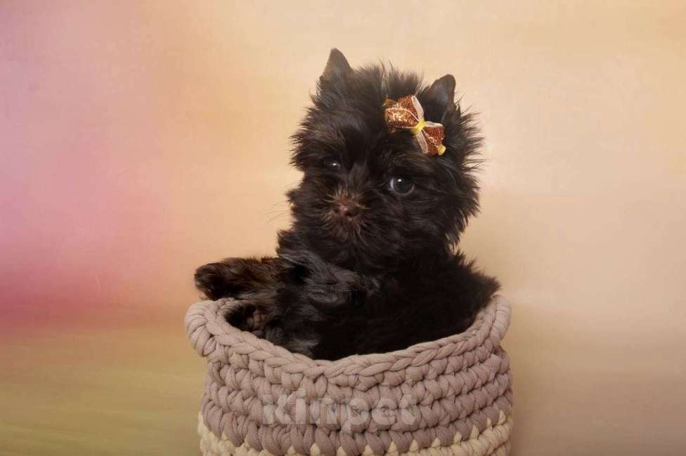 Собаки в Москве: Шоколадный Йорк мальчик Мальчик, Бесплатно - фото 2