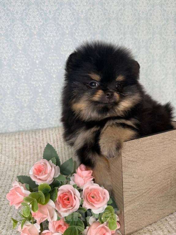 Собаки в Тюмени: Шпиц - мини (Сhanel black shining star ) Девочка, Бесплатно - фото 2