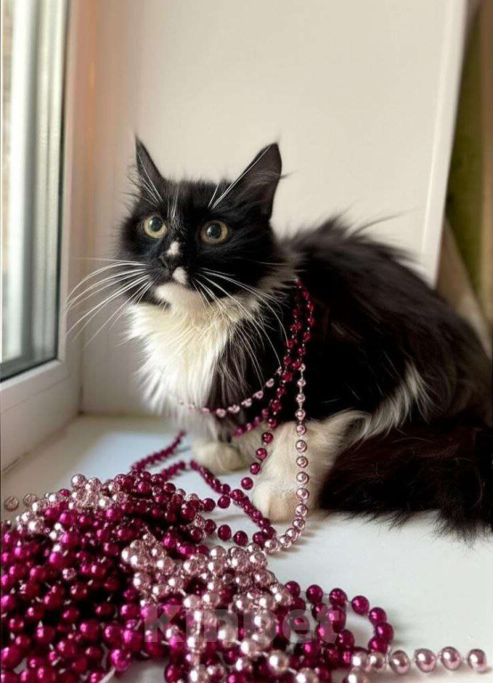 Кошки в Москве: Пушистая кошечка Анжела очень хочет обрести дом Девочка, Бесплатно - фото 3