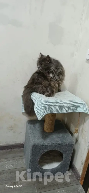 Кошки в Сочи: Кошка в добрые руки Девочка, Бесплатно - фото 5