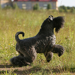 Керри-блю-терьер