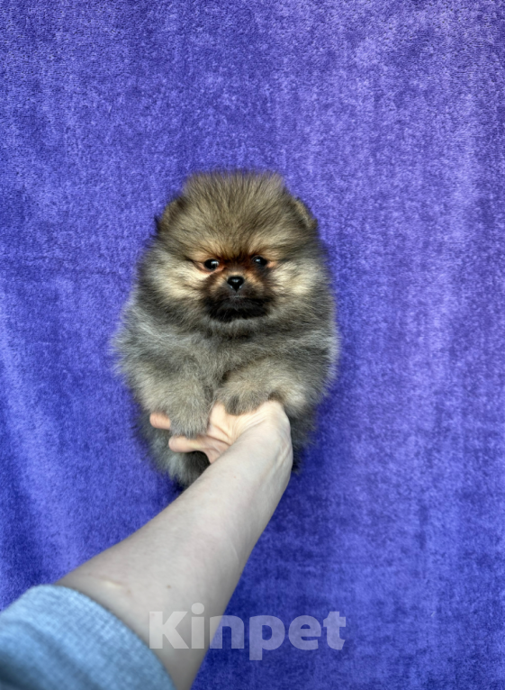 Собаки в Москве: Девочка Девочка, 20 000 руб. - фото 1