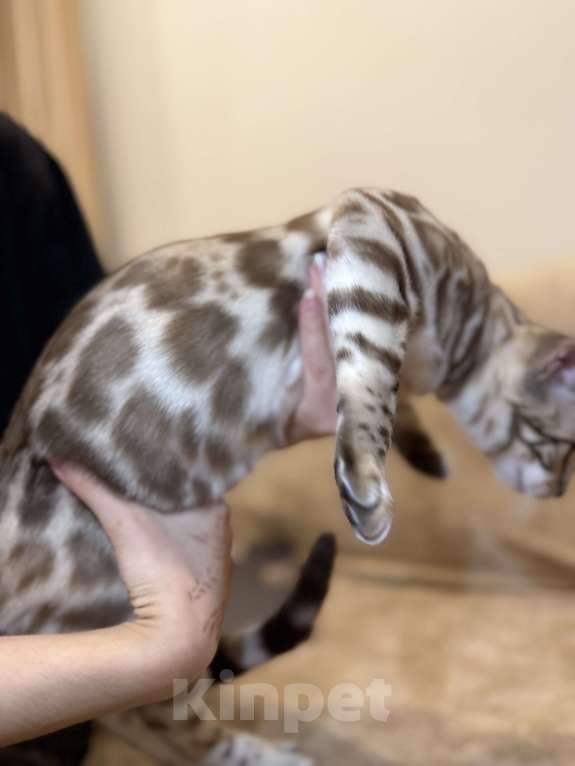 Кошки в Москве: Бенгальский котенок (девочка) Девочка, 40 000 руб. - фото 3