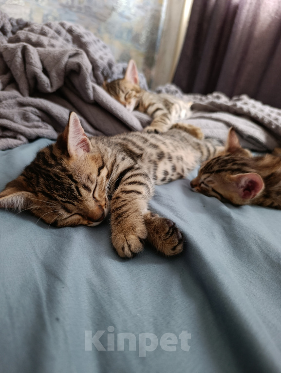 Кошки в Москве: Бенгальский котенок Девочка, 18 000 руб. - фото 10