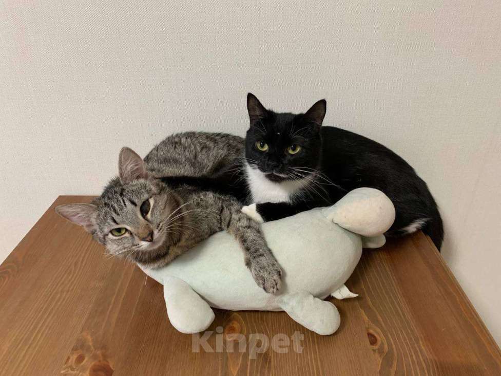 Кошки в Москве: Отдам Малышку в добрые руки Девочка, Бесплатно - фото 5