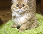 Кошки в Москве: Шотландский Хайленд страйт котик Мальчик, 20 000 руб. - фото 1