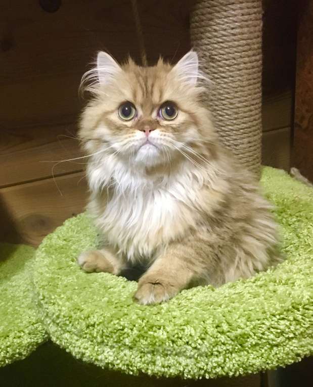 Кошки в Москве: Шотландский Хайленд страйт котик Мальчик, 20 000 руб. - фото 1