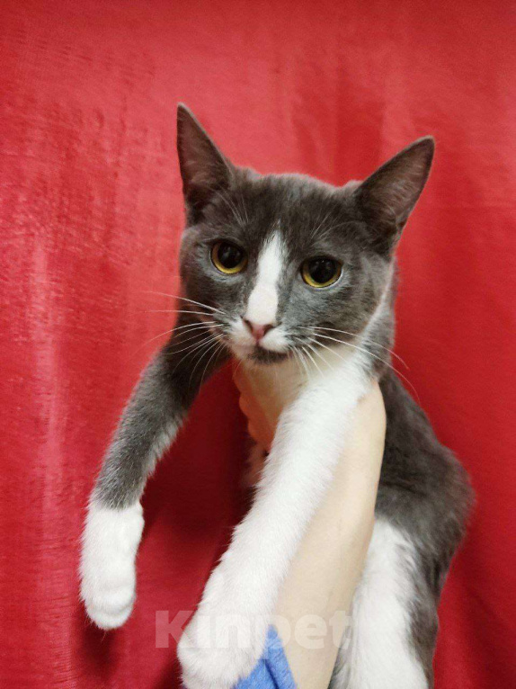 Кошки в Москве: Чудесная Нино ищет дом Девочка, Бесплатно - фото 4