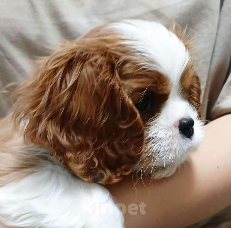 Собаки в Ростове-на-Дону: Щенок Мальчик, 100 000 руб. - фото 4