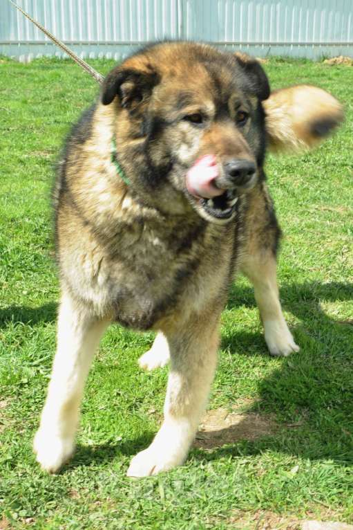 Собаки в Москве: Амур. Плюшевый мишка Мальчик, 1 руб. - фото 4