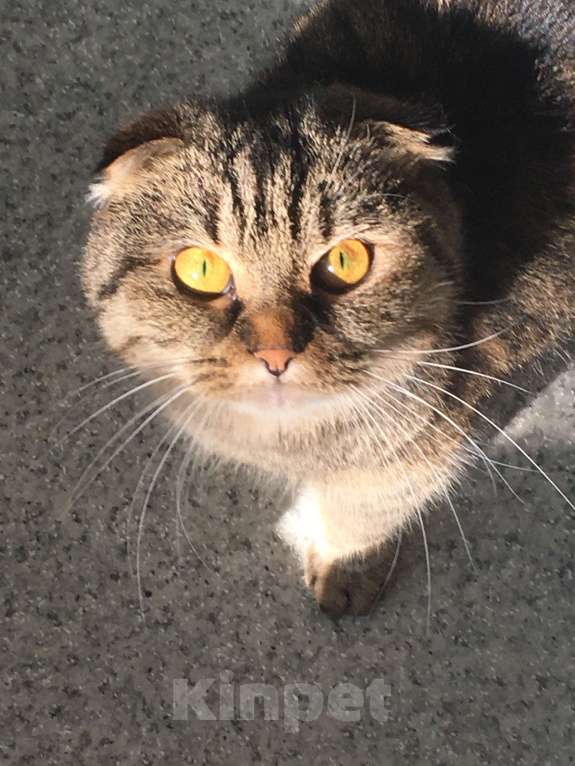 Кошки в Щелково: Кошечка в добрые руки  Девочка, Бесплатно - фото 2