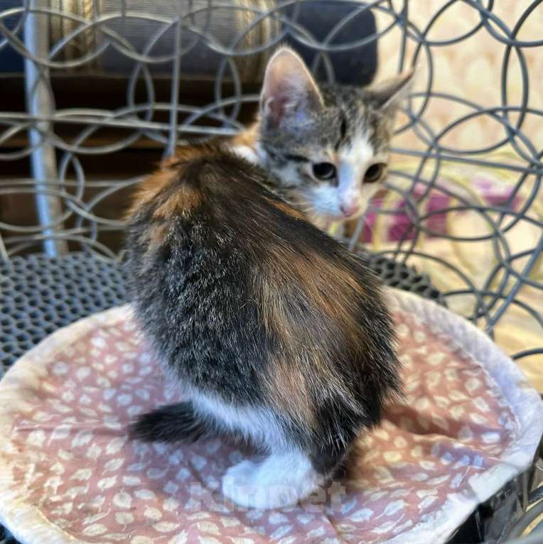 Кошки в Санкт-Петербурге: Трехцветочка котенок в дар  Девочка, Бесплатно - фото 3