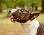 Собаки в Уфе: Миниатюрный бультерьер вязка Мальчик, 35 000 руб. - фото 3