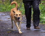 Собаки в Балашихе: Золотая семейная Оливия 3,5г из приюта Девочка, Бесплатно - фото 7