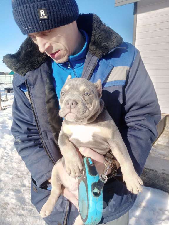 Собаки в Всеволожске: ММ ДАВИД КЬЯНТИ Мальчик, Бесплатно - фото 2