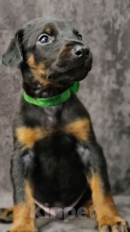 Собаки в Москве: Щенки добермана Девочка, Бесплатно - фото 6