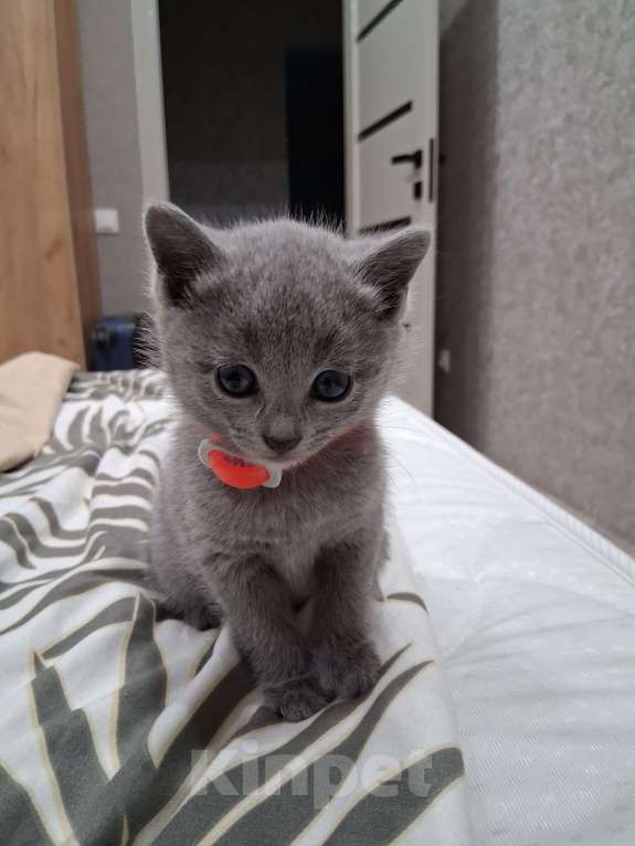 Кошки в Казани: Девочка Девочка, 50 000 руб. - фото 1