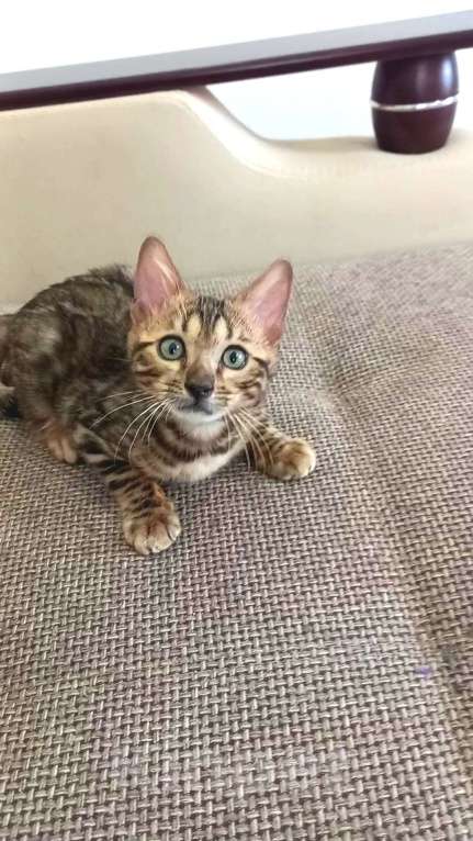 Кошки в Москве: Бенгальская девочка Девочка, 25 000 руб. - фото 5