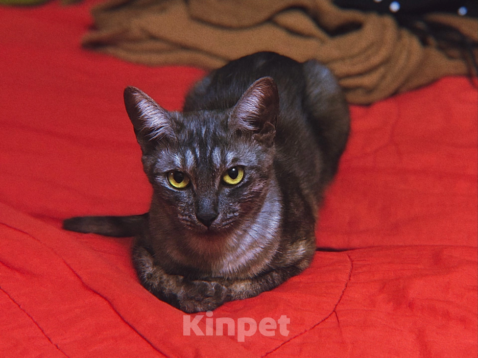 Кошки в Казани: Отдам кошку бесплатно, стерилизована  Девочка, Бесплатно - фото 6