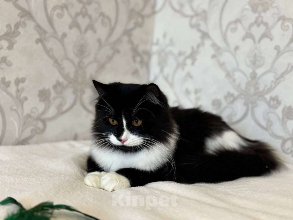 Кошки в Москве: А не хотите ли вы завести Бонифация? Мальчик, Бесплатно - фото 3