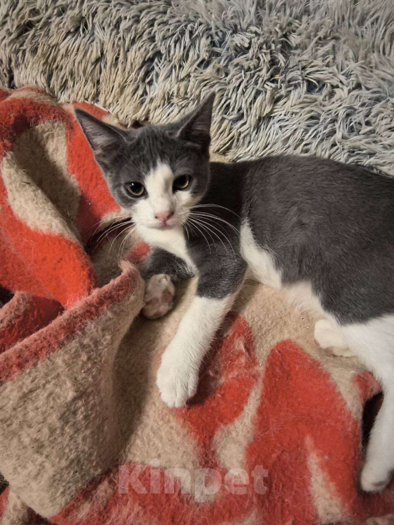 Кошки в Москве: Серж Мальчик, Бесплатно - фото 3