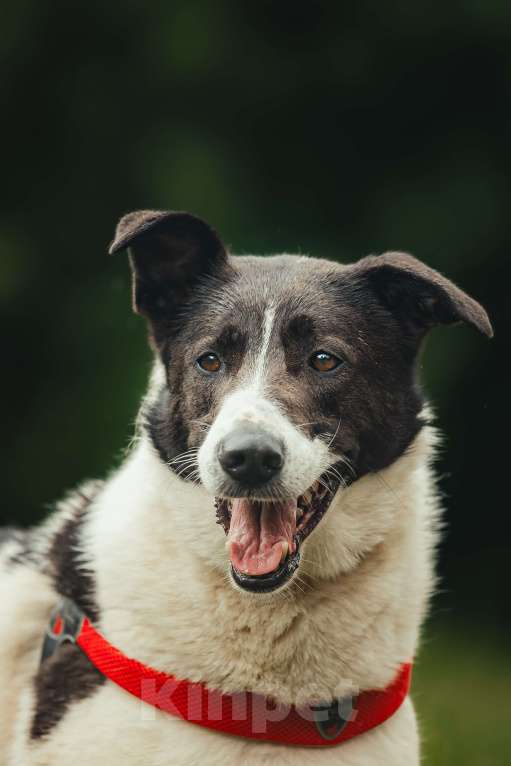 Собаки в Москве: Элли ищет дом Девочка, Бесплатно - фото 9