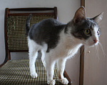 Кошки в Зарайске: Котик 2-3 года в добрые руки  Мальчик, Бесплатно - фото 8