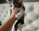 Кошки в Набережных Челнах: Котята. Девочка, 1 000 руб. - фото 1