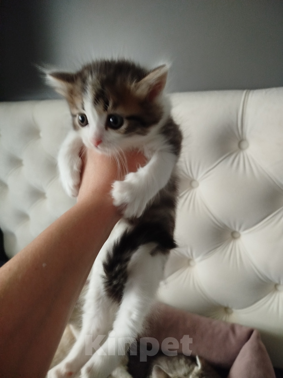 Кошки в Набережных Челнах: Котята. Девочка, 1 000 руб. - фото 1