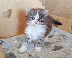 Кошки в Самаре: Кошка хайленд-страйт Девочка, 25 000 руб. - фото 7