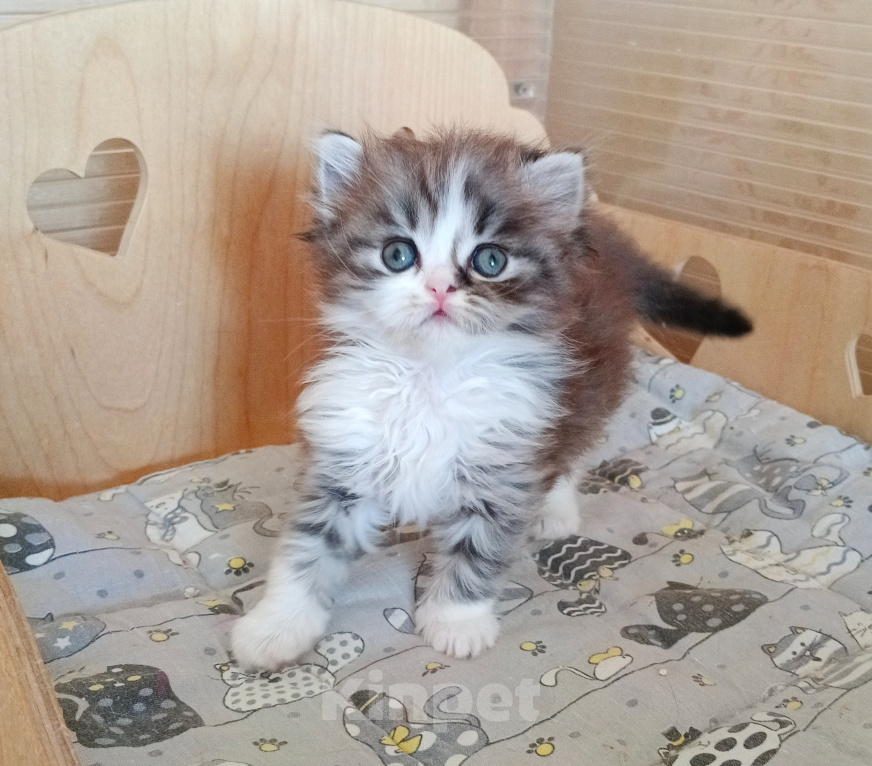 Кошки в Самаре: Кошка хайленд-страйт Девочка, 25 000 руб. - фото 7