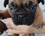Собаки в других городах Ростовской области: Щенки французского бульдога  Мальчик, 50 000 руб. - фото 1