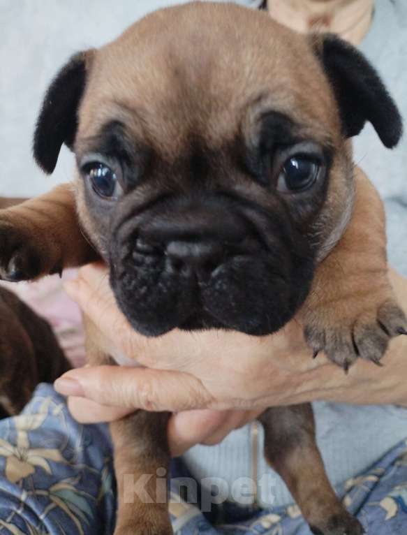Собаки в других городах Ростовской области: Щенки французского бульдога  Мальчик, 50 000 руб. - фото 1