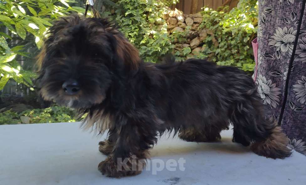 Собаки в Керчи: Продается щенок жесткошерстной таксы Мальчик, 35 000 руб. - фото 3