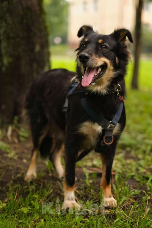Собаки в Санкт-Петербурге: Дельта из приюта в добрые руки Девочка, Бесплатно - фото 2