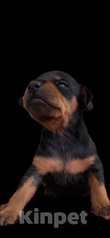 Собаки в Чехове: Великолепные щенки цверг пинчера, мини добермана Мальчик, 40 000 руб. - фото 7