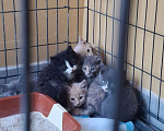 Кошки в Яхроме: Котятам срочно нужен дом. Разнополые, Бесплатно - фото 1
