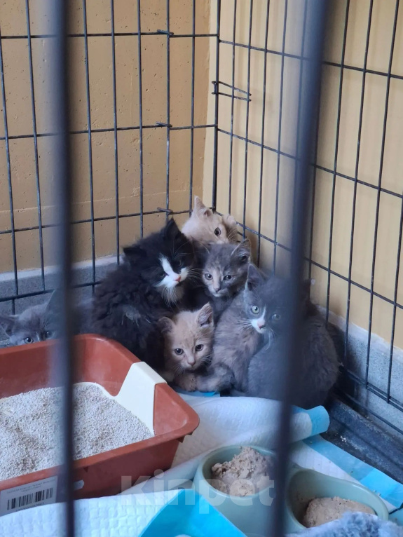 Кошки в Яхроме: Котятам срочно нужен дом. Разнополые, Бесплатно - фото 1