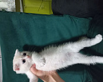 Кошки в Павловском Посаде: Шотландские вислоухие  и прямоухие котята Разнополые, 5 000 руб. - фото 4