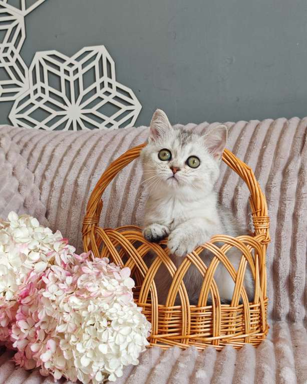 Кошки в Москве: Длинношертсные шотландские котята Девочка, 65 000 руб. - фото 9