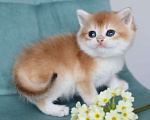 Кошки в Владивостоке: Короткошерстный британский котенок Мальчик, 100 000 руб. - фото 5