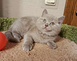 Кошки в Всеволожске: Нежная британская малышка Девочка, 25 000 руб. - фото 2