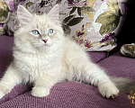 Кошки в Санкт-Петербурге: Невский маскарадный котенок Мальчик, 48 000 руб. - фото 1